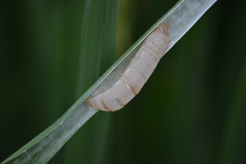 Macro side view of insect pupa on grass blade in nature