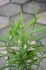 Young Bamboo Plant with Fresh Green Leaves