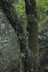 Vine covered tree trunks in dense green forest