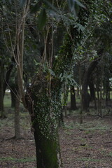 Green field ground cover with small stump and grass