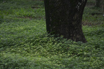 Large tree base with green ground cover texture