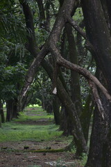 Forest pathway with trees and natural green corridor