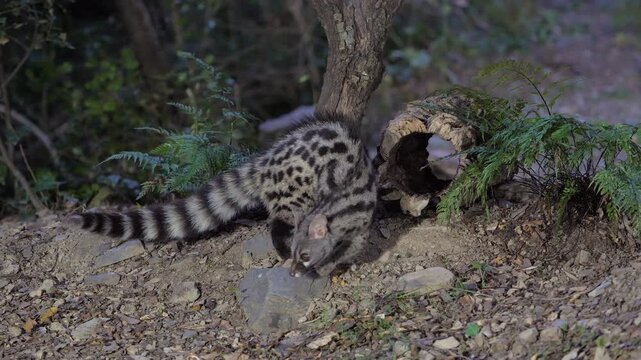 A wild Genet (Genetta genetta) search food an looking for prey, hunting, moves in a natural forest environment habitat, showing agility, balance, and natural behavior of a nocturnal predator.