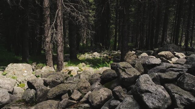kurumnik, a stone river, against the background of a dark coniferous forest. The sun-drenched green edge contrasts with the large gray boulders. Natural landscape of Kazakhstan