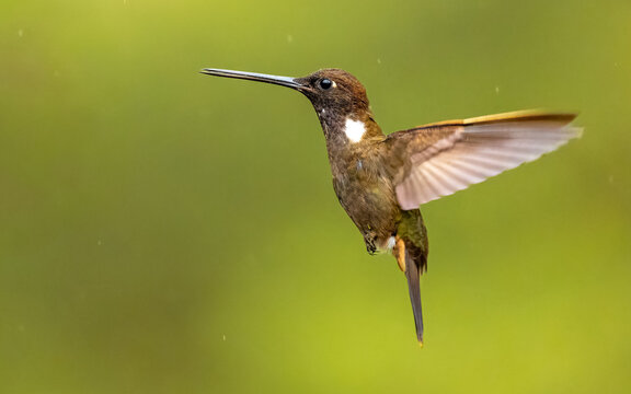Braunkolibri, (Coeligena wilsoni) Brauner Andenkolibri,  K&ouml;nigsmusketier, Wilson-Waldnymphe