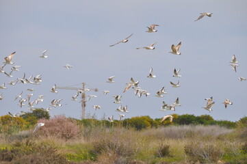 The beautiful bird Larus ridibundus (Black-headed Gull) in the natural environment