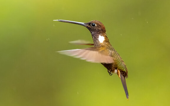 Braunkolibri, (Coeligena wilsoni) Brauner Andenkolibri,  K&ouml;nigsmusketier, Wilson-Waldnymphe