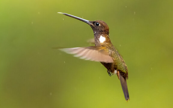 Braunkolibri, (Coeligena wilsoni) Brauner Andenkolibri,  K&ouml;nigsmusketier, Wilson-Waldnymphe