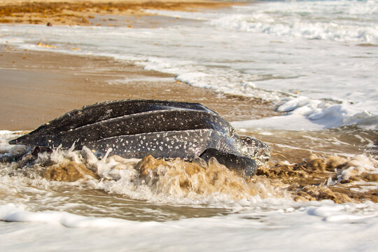 Leatherback Turtle returning to ocean after nesting on Florida East Coast