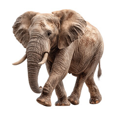 Obraz premium Celebrating wildlife protection with a detailed isolate of a large African elephant on March 3rd