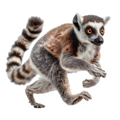 Naklejka premium Ring-tailed lemur runs through its habitat on wildlife protection day in March