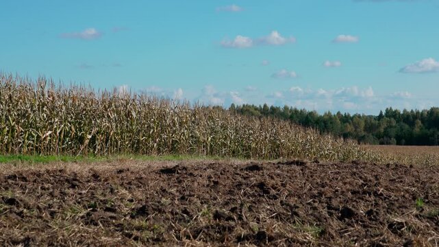 In the foreground, part of a cornfield with tall stalks, and on the right, a section of plowed land. At the top, a blue sky is visible, with a forest in the background.
