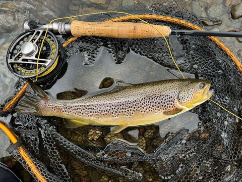 landed a beautiful brown trout on a fly