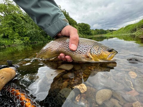 landed a beautiful brown trout on a fly