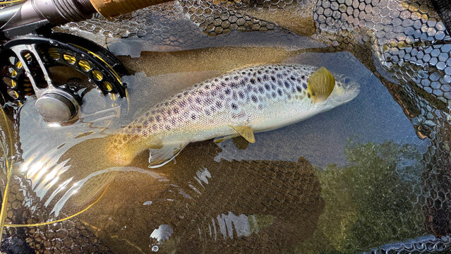 landed a beautiful brown trout on a fly