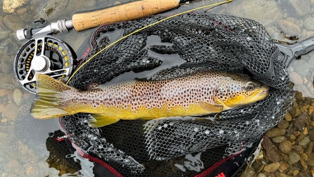 landed a beautiful brown trout on a fly