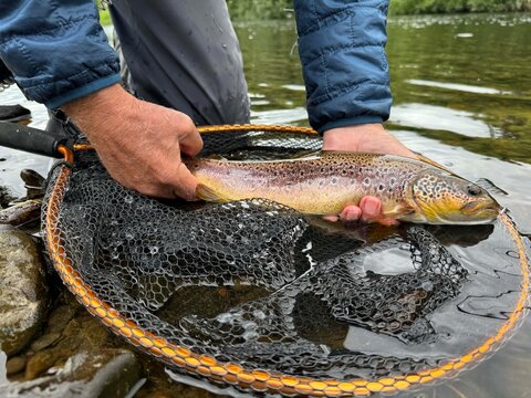 landed a beautiful brown trout on a fly