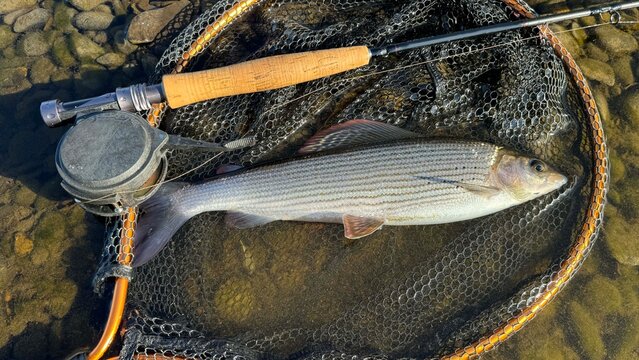 catching a beautiful grayling on the fly