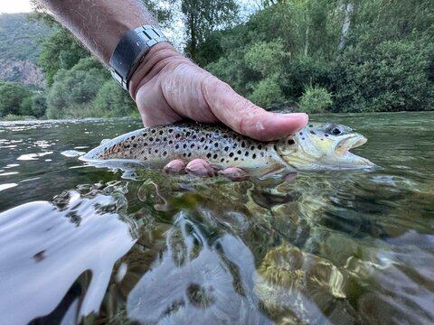 landed a beautiful brown trout on a fly