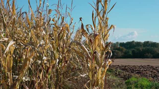 In the foreground, part of a cornfield with tall stalks, and on the right, a section of plowed land. At the top, a blue sky is visible, with a forest in the background.