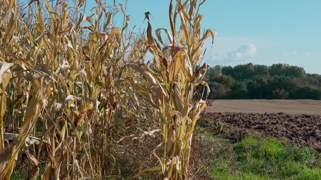 In the foreground, part of a cornfield with tall stalks, and on the right, a section of plowed land. At the top, a blue sky is visible, with a forest in the background.