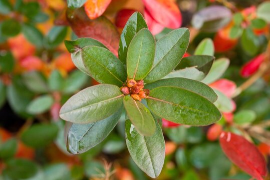 Plant list 2025 - Rhododendron (P.J.M. Elite)
