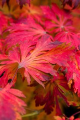 Plant list 2025 - Acer japonicum