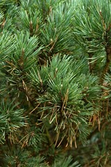 Plant list 2025 - Pinus sylvestris (Watereri)