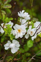 Plant list 2025 - Rosa (Tumbling Waters)