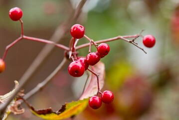 Plant list 2025 - Viburnum wrightii (Kalina Wrightova)