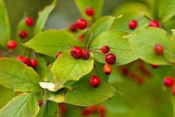 Plant list 2025 - Pourthiaea villosa (Photinia villosa)