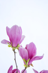 Fototapeta premium Fresh Pink Magnolia Blossoms with Dew Drops