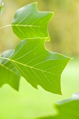 Plant list 2025 - Liriodendron (Chapel Hill)