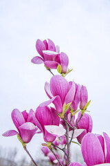 Obraz premium Fresh Pink Magnolia Flowers Blooming Outdoors in Natural Light