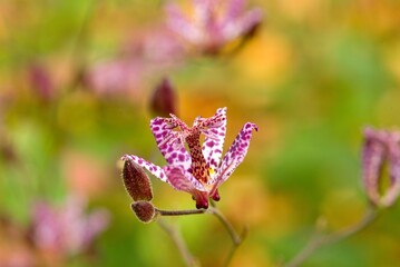 Plant list 2025 - Tricyrtis formosana (Stolonifera)