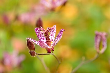 Plant list 2025 - Tricyrtis formosana (Stolonifera)