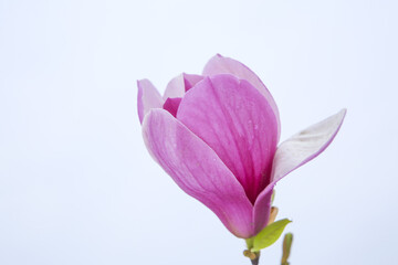 Pink Magnolia Flower Blooming Outdoors with Natural Light