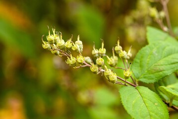 Plant list 2025 - Deutzia x hybrida (Perle Rose)