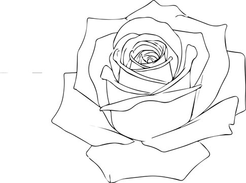 Detailed Rose Flower Head Sketch with Technical Guide Lines and Compass Markings