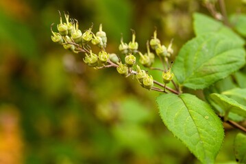 Plant list 2025 - Deutzia x hybrida (Perle Rose)