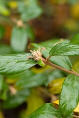 Plant list 2025 - Viburnum burkwoodii, Conoy (Kalina Burkwoodova)