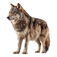 Obraz premium North American grey wolf stands tall in protection of wildlife for March 3rd celebration of animal preservation