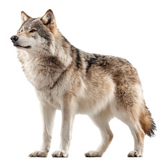 North American grey wolf stands still in bright light for wildlife awareness celebration on March 3rd