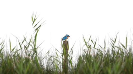 Tiny Common Kingfisher (Alcedo Atthis)