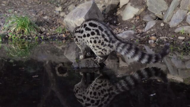 A wild Genet (Genetta genetta) search food an looking for prey, hunting, moves in a natural forest environment habitat, showing agility, balance, and natural behavior of a nocturnal predator.