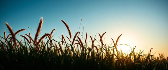 Silhouette of continuous, flowing grass against a bright sky,  green,  environment