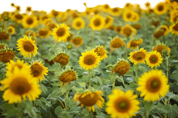 Fototapeta premium Vast sunflower field with blooming yellow flowers and green leaves under soft golden hour light, some blooms wilting