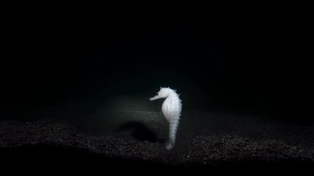 A solitary seahorse gracefully swimming in dark waters, surrounded by a soft shimmer of light reflecting off gravel