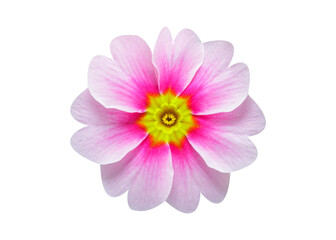 close up of colorful primula flower isolated on transparent background, top view