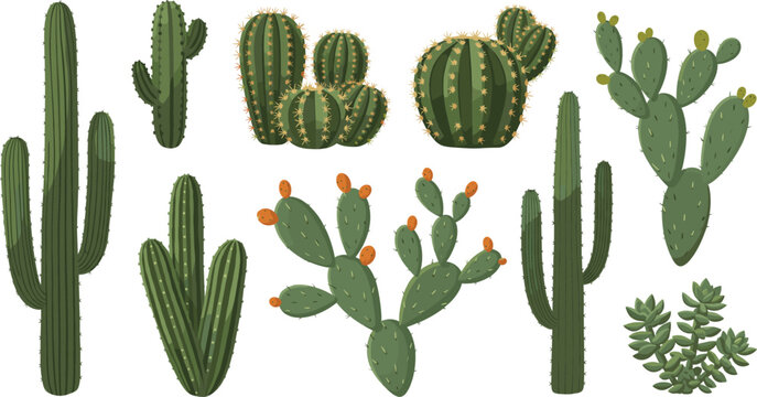 Desert Cactus Illustration Set with Saguaro, Prickly Pear, Barrel Cactus, and Succulent Plants for Arid Landscape Designs